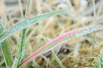  Mae Khaning island on the grass in the winter at north thailand