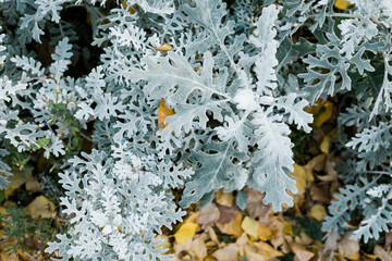 Decorative wormwood and leaves on a bed in sunny day a monochrome background.