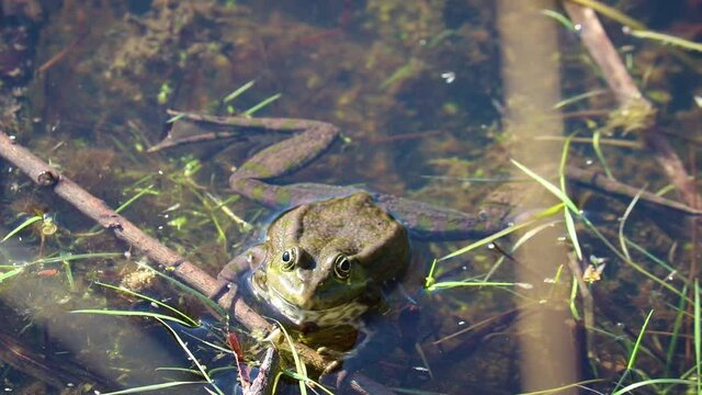Moor frog (Rana arvalis) inflates his vocal sac - the sound-resonating throat pouch of male frogs. Mating songs of frogs in spring.