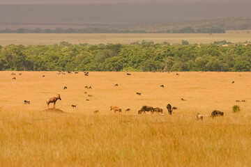 Fototapeta na wymiar Grande Migration des Gnous et des Zébres au Kenya