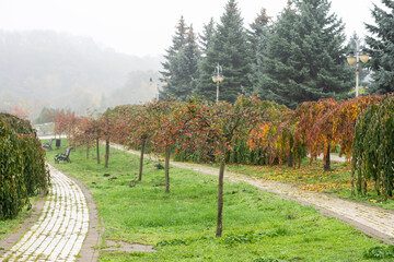 beautiful autumn park at fog weather