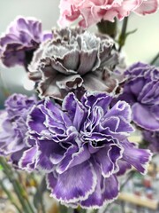 bouquet of carnations painted with multi-colored close-up
