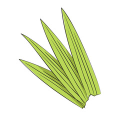 Pandan Leaves For Some Food Vector Sketch and Style