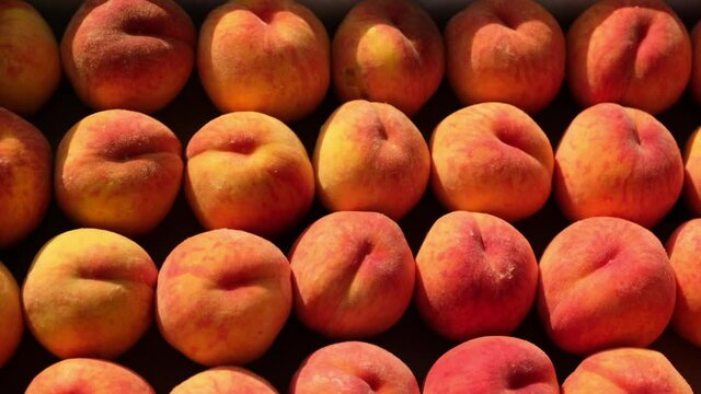 Motion over rows of delicious ripe orange and yellow peaches lying in large crate at bright sunlight close view from above