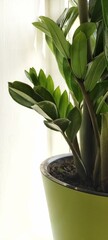 zamioculcas flower in a pot on a white background with highlights