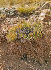 erosion effects on plants