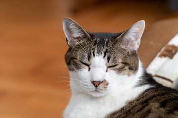 眠る猫　キジトラ白