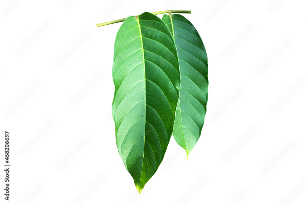 Canvas Prints isolated green leaves of queen crepe myrtle on white background with clipping paths.