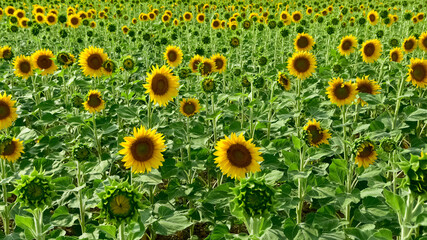 photos of sunflowers for the background