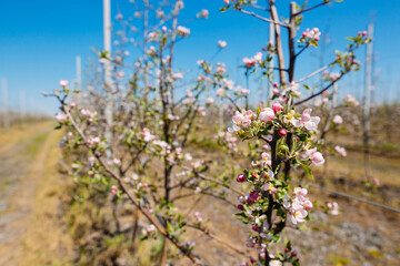 Apple orchard garden in springtime with rows of trees with blossom.