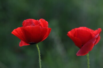 POPPIES