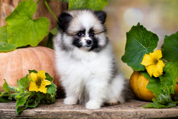 funny pomeranian dogs and two pumpkin; halloween;