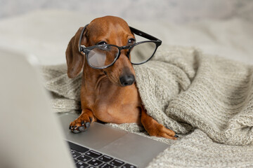 Dwarf sausage dachshund in black glasses covered with a gray blanket works, reads, looks at a...