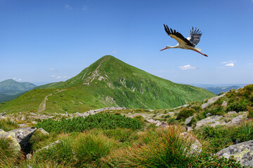 Fototapeta premium A beautiful view of the most popular peak of Ukraine, the Carpathians Hoverla and the Stork flying towards the mountain