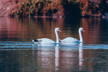 Couple de cygnes sur le rhône avec un fond rouge
