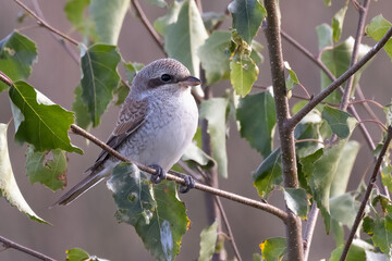 Red-backed Shrike