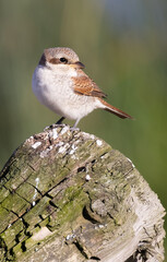 Red-backed Shrike