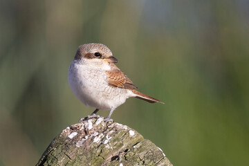Red-backed Shrike