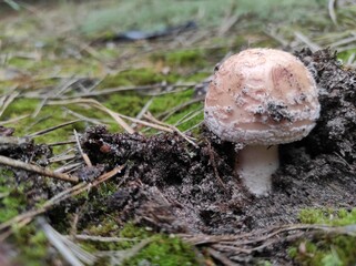 mushroom in the forest