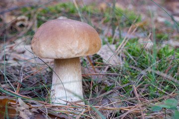 close-up view of edible forest mushroom brown cap boletus growing in the autumn forest,. White mushroom boletus in needles in the forest. Cap boletus.