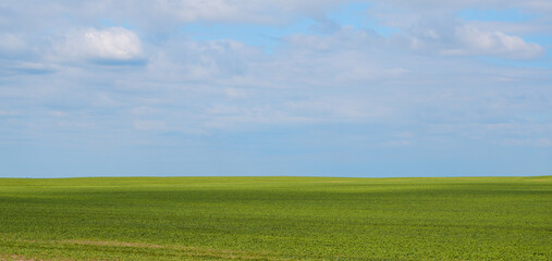 Obraz premium Landscape. Background. Bright green field and blue sky with clouds. Agricultural land, blue sky with clouds.