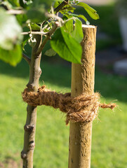 Correct connection of a young tree in figure eight loops around the wooden stake and trunk