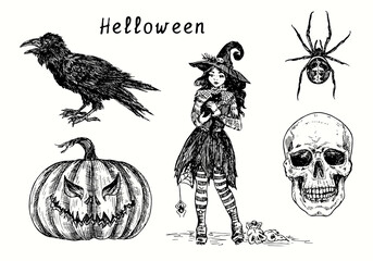 Halloween collection, Black crow, pumpkin Jack-o-lantern, Cute small witch in hat holding black cat, Spider and scull. Ink black and white drawing - obrazy, fototapety, plakaty