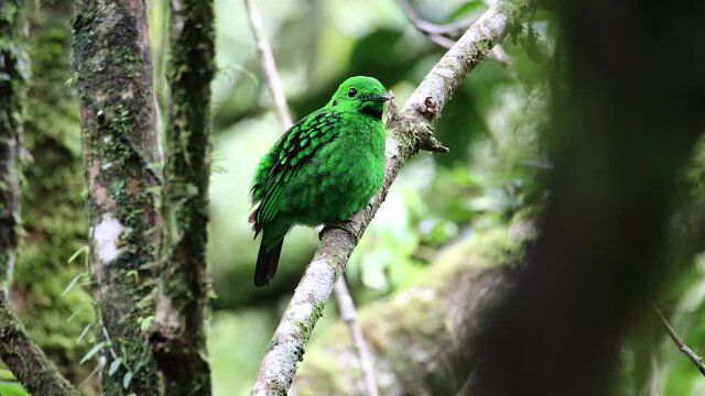 Nature wildlife Footage of Beautiful bird green broadbill perching on a branch. Whitehead's Broadbill bird endemic of Borneo in 4k Resolution