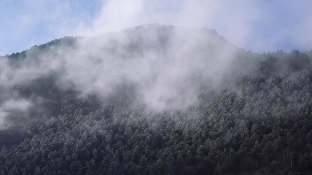Light clouds float (cloud-drift) over the mountain valley, forest glen. Silver pine trees. Top view
