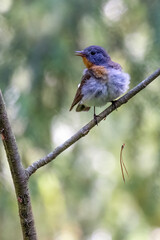 Red-breasted Flycatcher