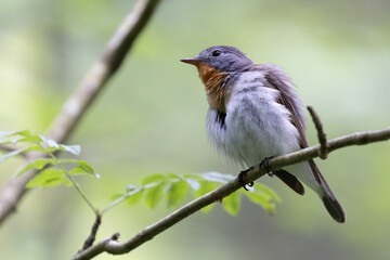Red-breasted Flycatcher