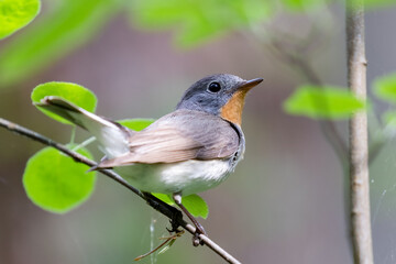 Red-breasted Flycatcher