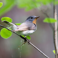 Red-breasted Flycatcher