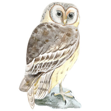 Watercolor barn owl on branch
