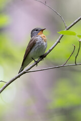 Red-breasted Flycatcher