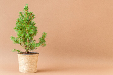 Christmas background with small Christmas tree in flowerpot on brown surface