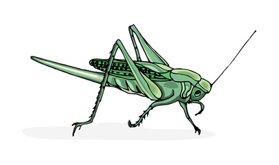 Green grasshopper, cricket isolated on white background. Cartoon style vector illustration. Insect, bug.