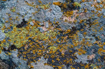Background with granite stone overgrown with various moss and lichen.