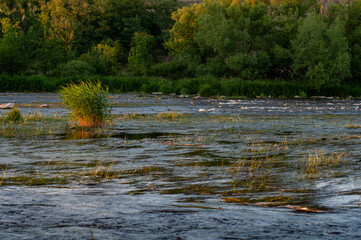 Shallow fast river with rocky bottom, overgrown with reeds and aquatic vegetation, Big green trees on shore