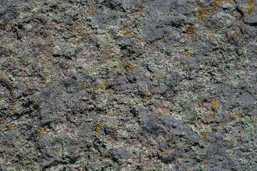 Background with granite stone overgrown with various moss and lichen. Outdoors nature