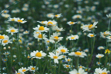 Beautiful summer floral background with delicate white chamomile flowers close-up on meadow in grass. Outdoors nature.