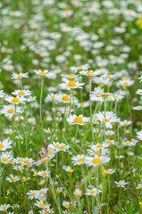 Beautiful summer floral background with delicate white chamomile flowers close-up on meadow in grass. Outdoors nature.