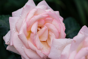 Beautiful pink rose petals after the rain