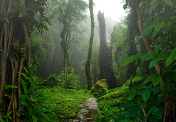 Tropical jungles with fog of Southeast Asia