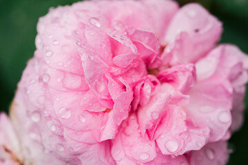 Beautiful pink rose petals after the rain