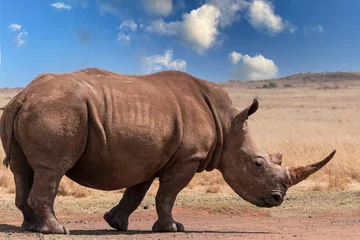 Zelfklevend Fotobehang rhino in the savannah © Mohsin