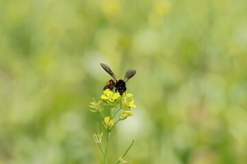 Closeup of Bee collecting nutrient rich honey and beeswax from organic fresh green hybrid mustard yellow flowers