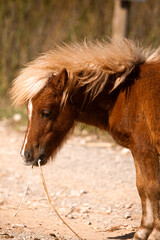 shetland pony face