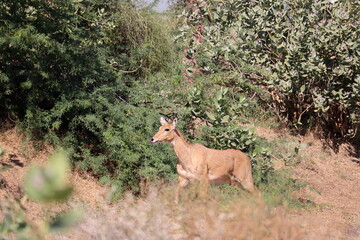 A female Nilgai running fast in the forest