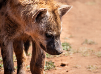 spotted hyena in the wild